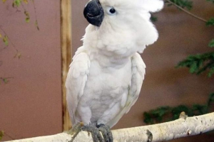 Біла cockada alba: в природі і додому Біла cockada alba: в природі і додому